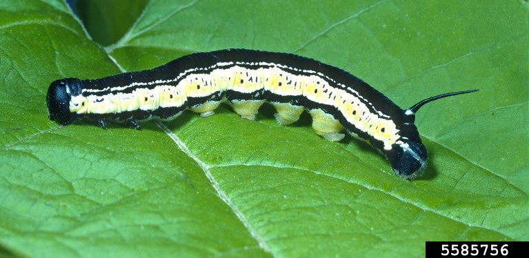 Figure 1, A catalpa sphinx caterpillar on a fresh leaf.