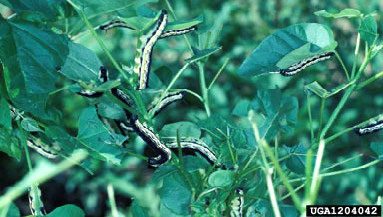 Figure 3, A dozen large catalpa sphinx caterpillars feed together in a cluster.