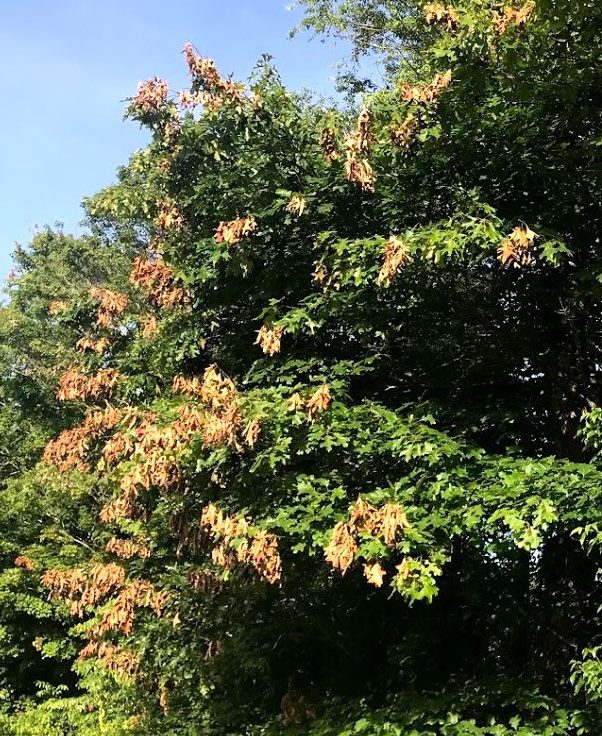 Figure 3, An oak tree shows discoloration at the tips of the branches where egg-laying by periodical cicadas have girdled those twigs.