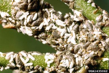 Figure 1, A twig is heavily encrusted with male and female euonymus scales.