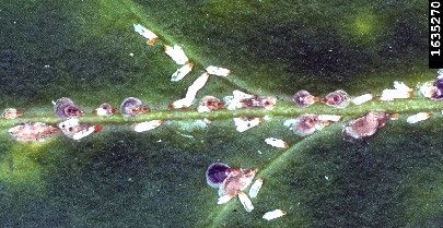 Figure 2, Euonymus scales line the midrib and veins of a leaf.