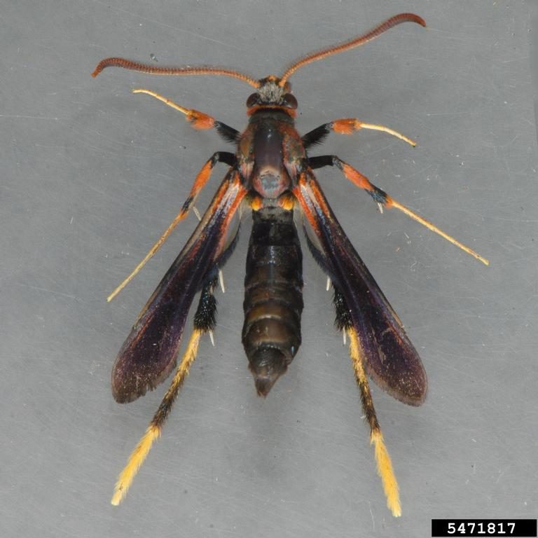 A moth with long legs mimicking a paper wasp.