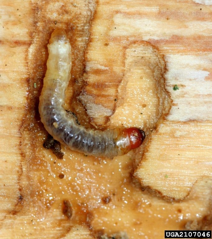 A caterpillar tunneling through a tree trunk.