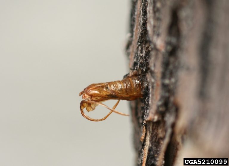 A close up of a pupal skin on a tree trunk.