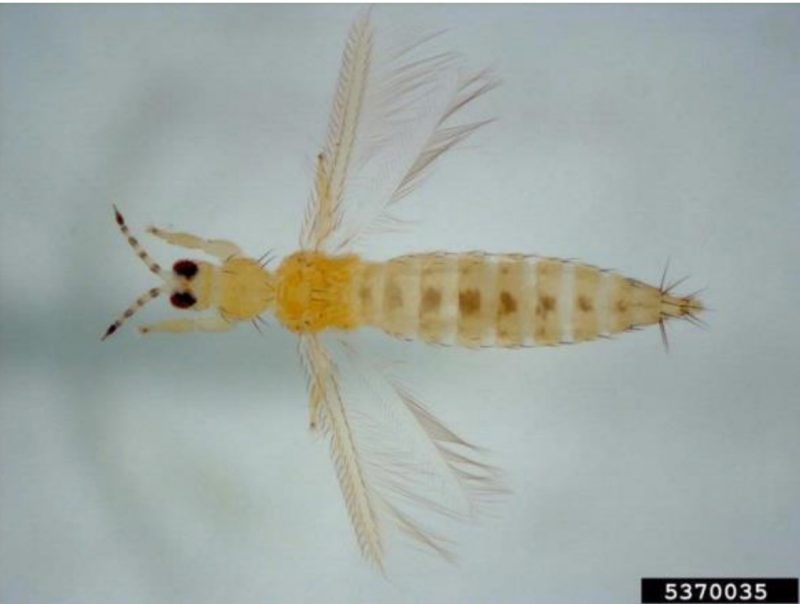 A closeup of a yellow thrips.