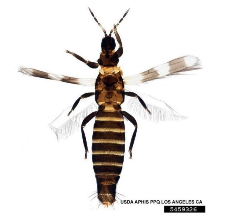 A closeup of a dark colored thrips.