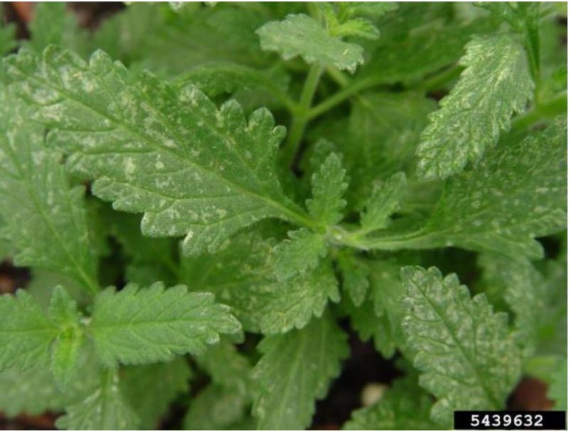 A plant with white flecking on the leaves due to thrips feeding.