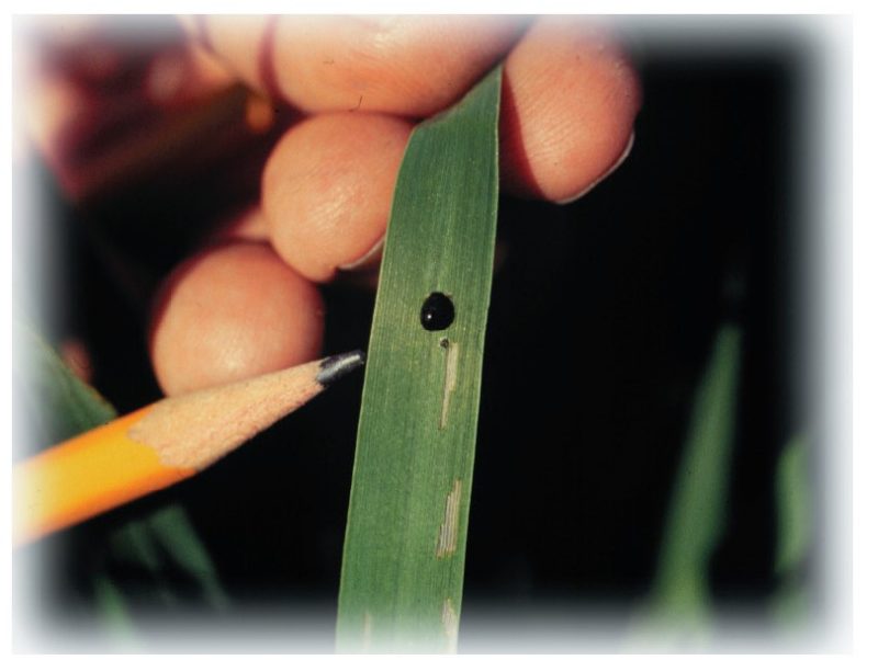 Adult cereal leaf beetle