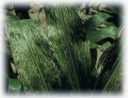 Adult damage to corn leaves.
