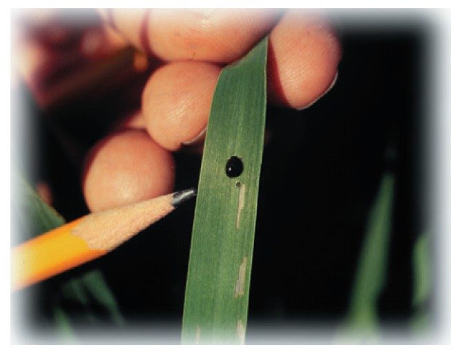 Cereal leaf beetle larvae.