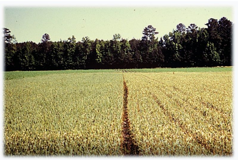 Field severly damaged by cereal leaf beetle.