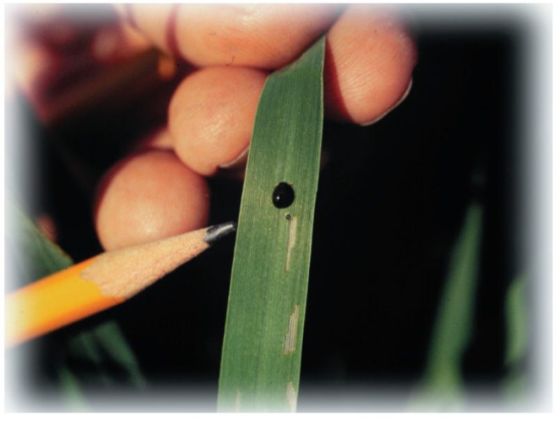 Cereal leaf beetle eggs.