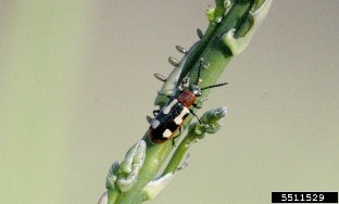Dorsal view of asparagus beetle adult on asparagus, with eggs laid on asparagus.