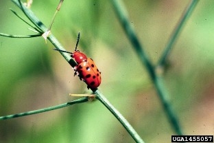 Dorsal view of spotted asparagus beetle against a green background.
