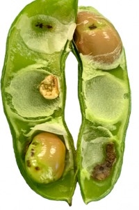 A close up of an edamame pod with stink bug injury. Damaged beans have black entry wounds from stink bug stylet. One bean is shriveled and small.
