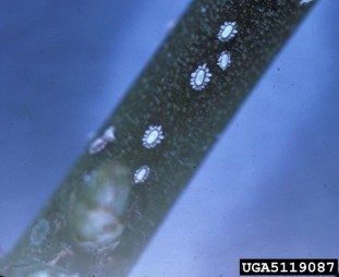 A close up of young wax scales in the "cameo" stage on a twig.