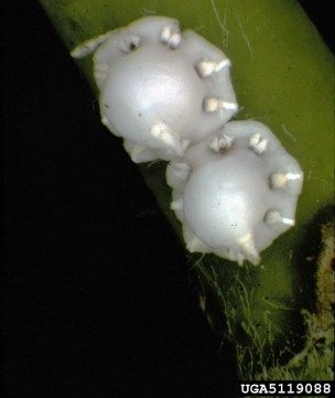 Adult wax scales with their characteristic heavy waxy coating on a twig.