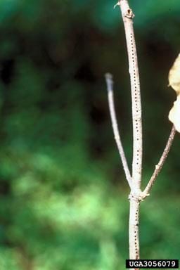 Figure 1. A twig with a series of numerous small holes arranged in a line made by a tunneling dogwood twig borer larva.