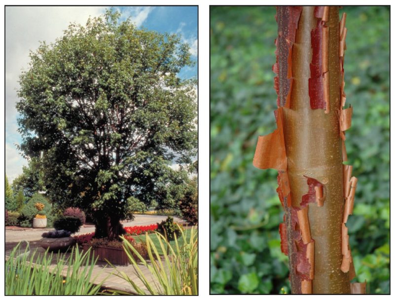 Acer griseum (paperbark maple) 