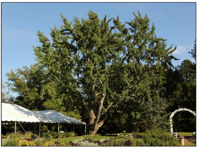 Ginkgo biloba (ginkgo)