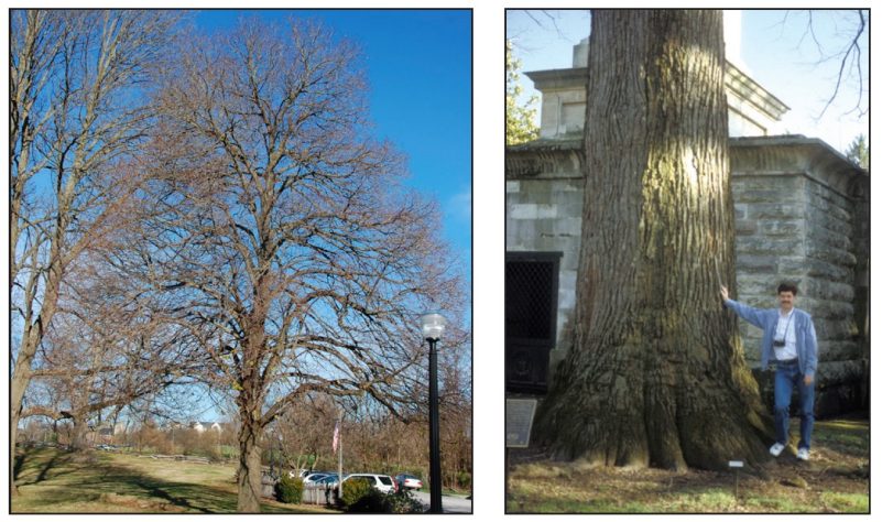 Tilia americana* (American linden)