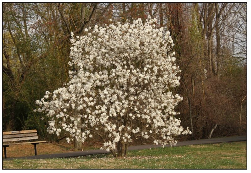 Magnolia 