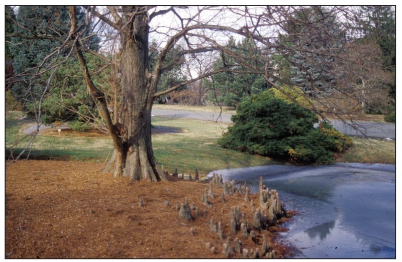 Taxodium distichum* (baldcypress) 