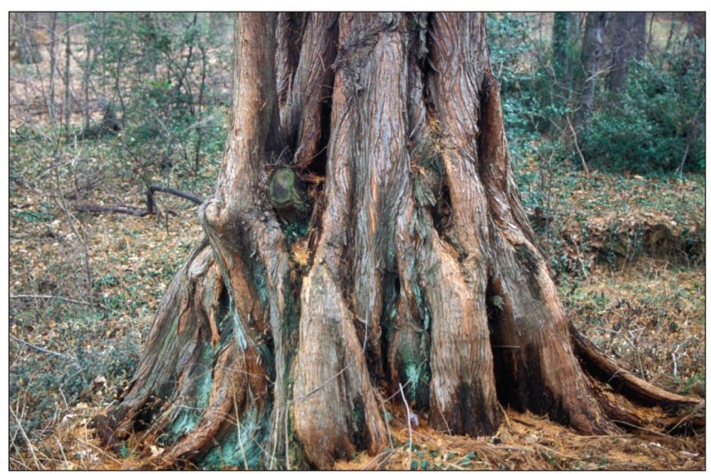 Metasequoia glyptostroboides (dawn redwood) 