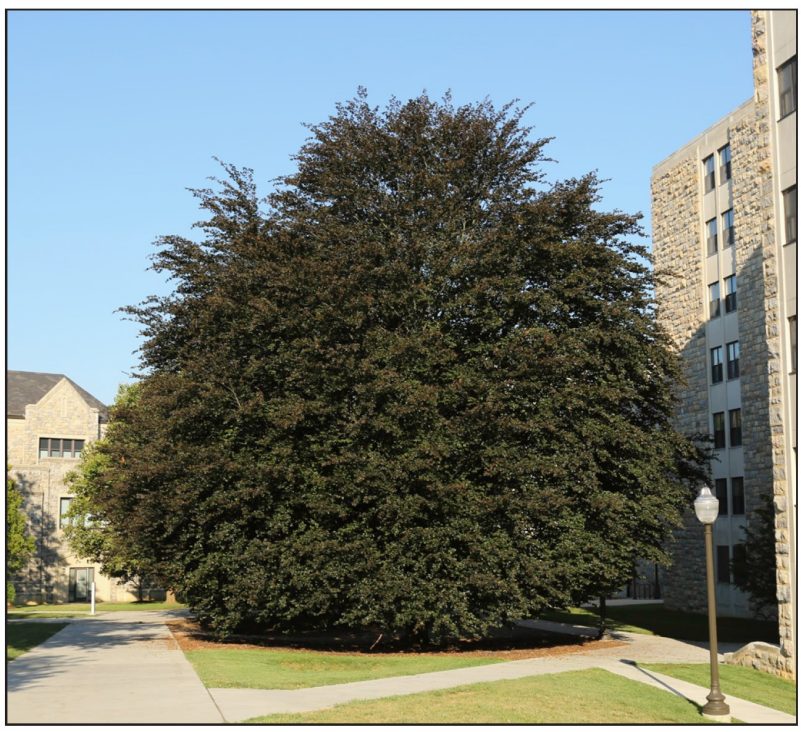 Fagus sylvatica (European beech) 