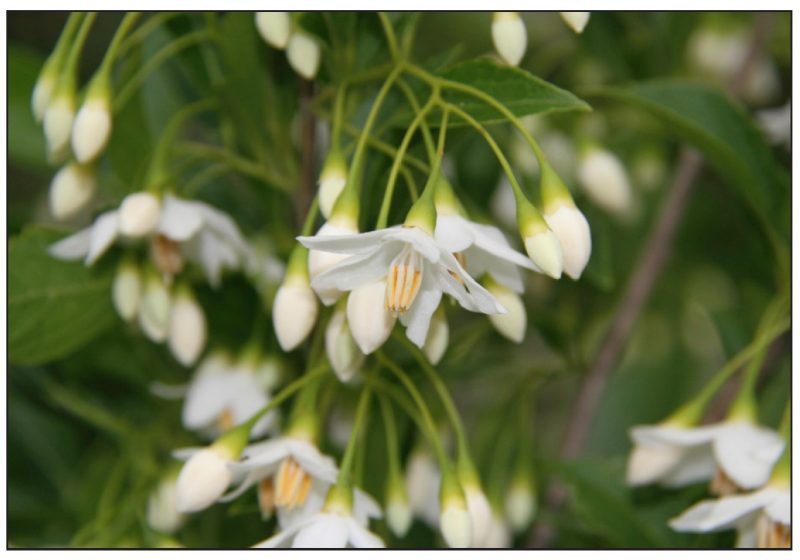 Styrax japonicus (Japanese snowbell)