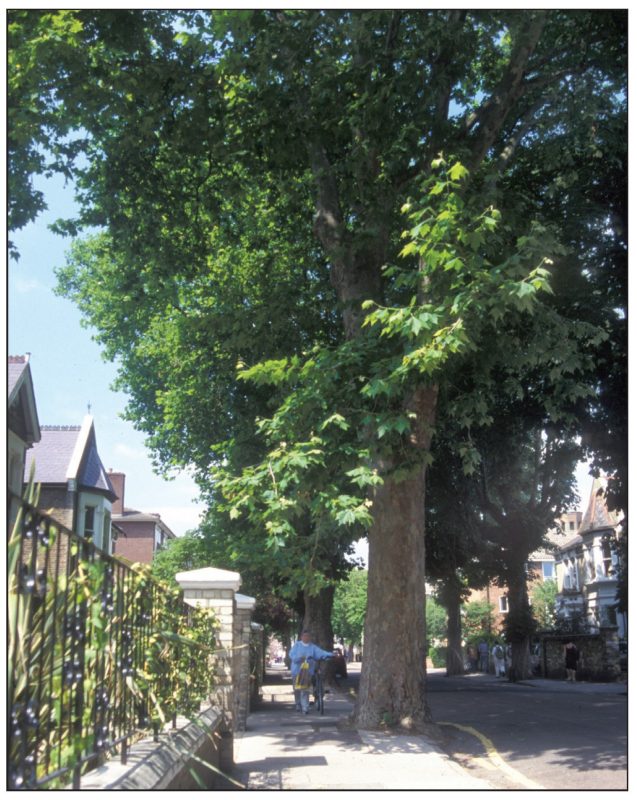 Platanus xacerifolia (London planetree) 