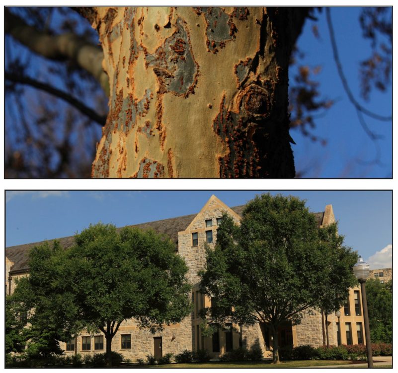 Ulmus parvifolia (lacebark elm)