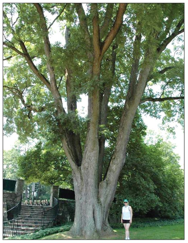 Styphnolobium japonicum (Japanese pagoda tree) 