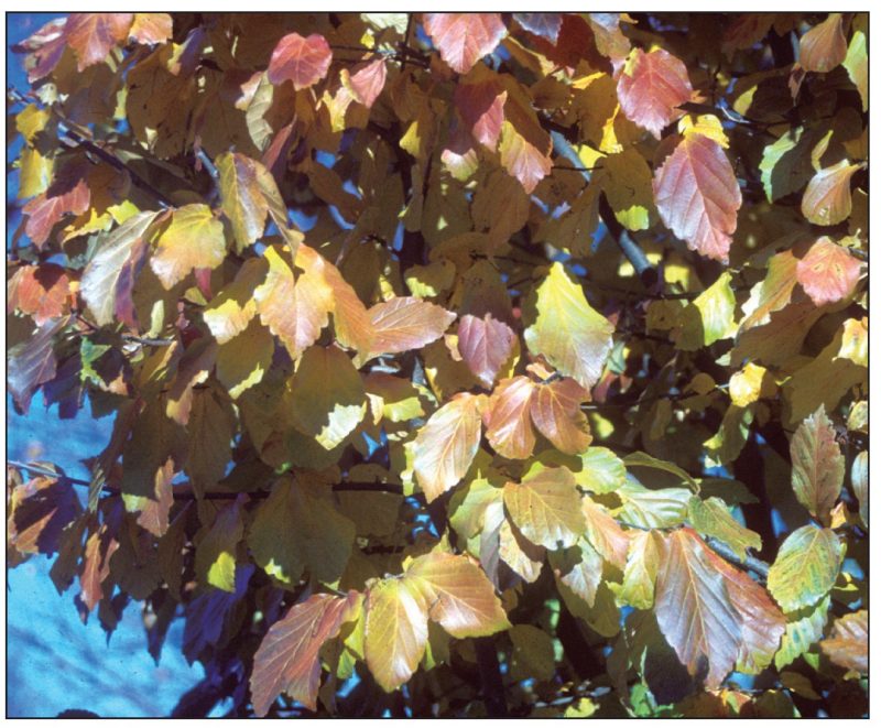 Parrotia persica (Persian parrotia)