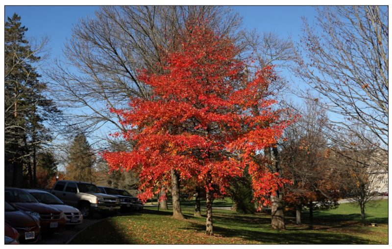 Nyssa sylvatica* (black gum)
