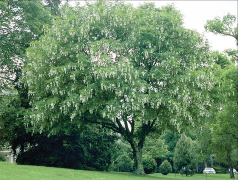 Cladrastis kentukea* (American yellowwood) 