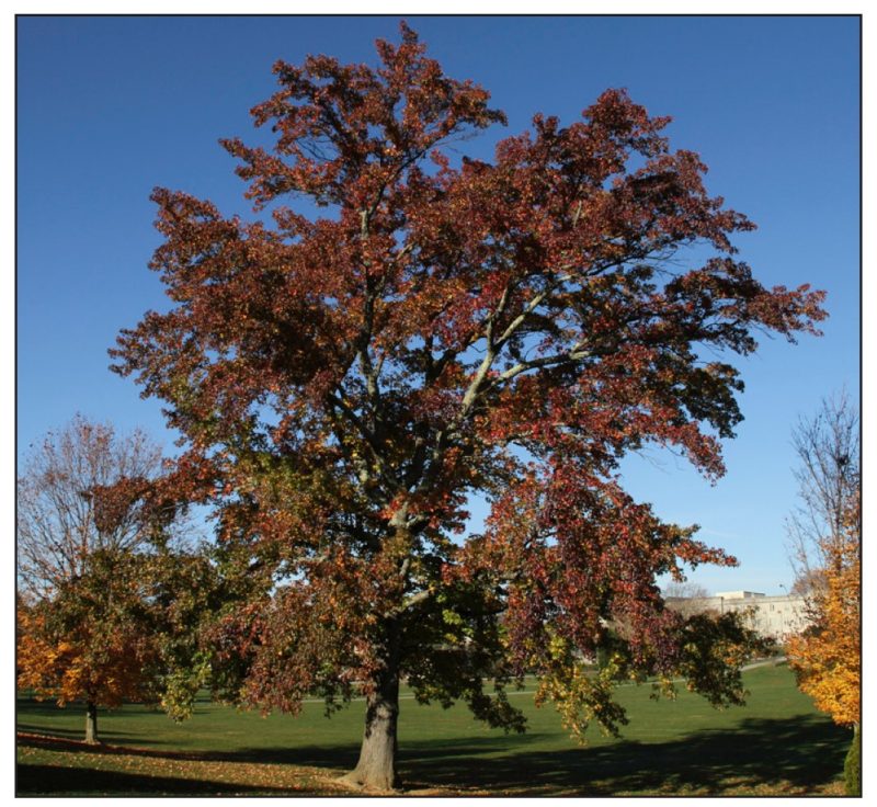 Liquidambar styraciflua* (sweetgum)