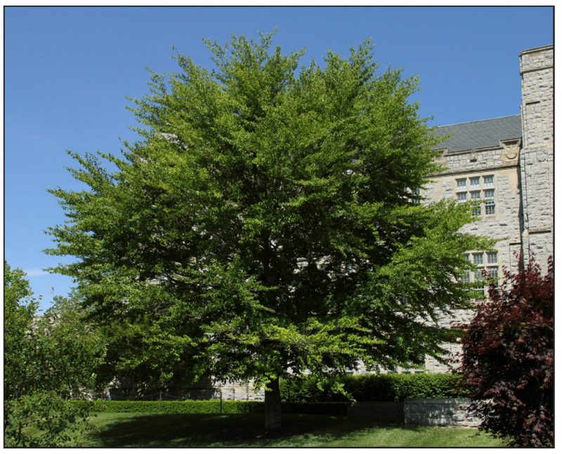 Fagus grandifolia* (American beech)