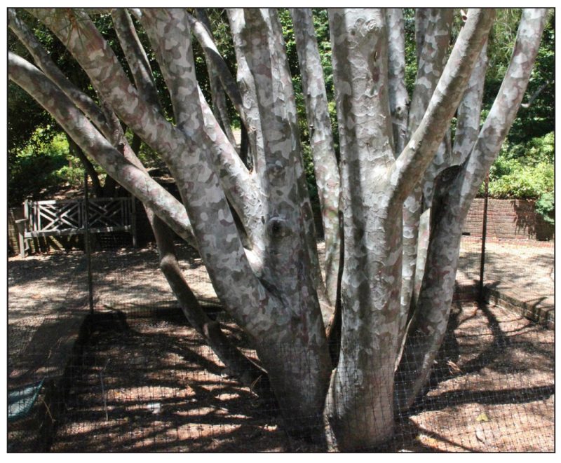 Pinus bungeana (lacebark pine)
