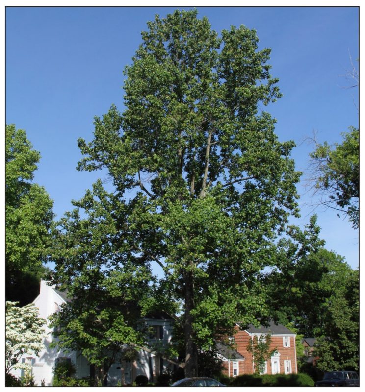 Liriodendron tulipifera* (tulip poplar)