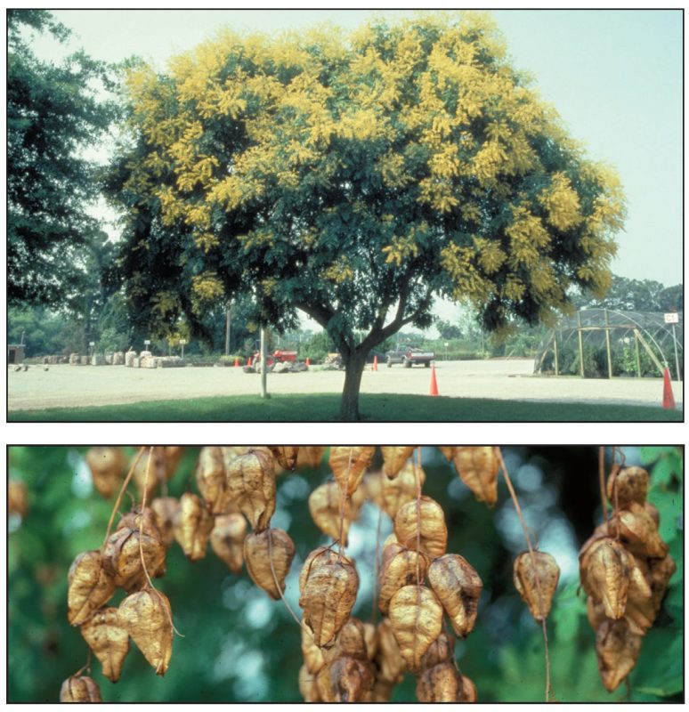 Koelreutaria paniculata (goldenraintree) 