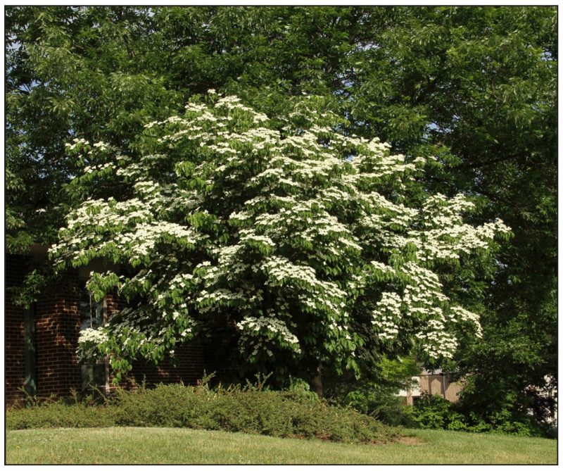 Cornus kousa (kousa dogwood) 