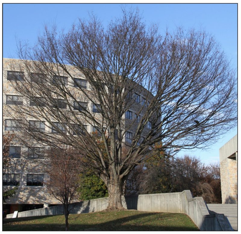 Zelkova serrata (Japanese zelkova) 
