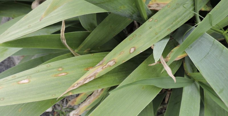 Leaf tip dieback and spots with reddish brown margins