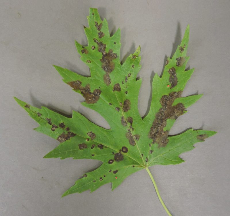 one green leaf with lesions