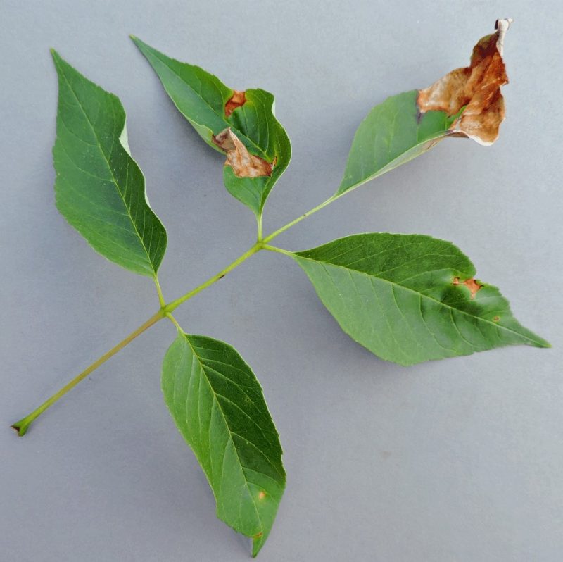 branch of green leaves and brownish splotches