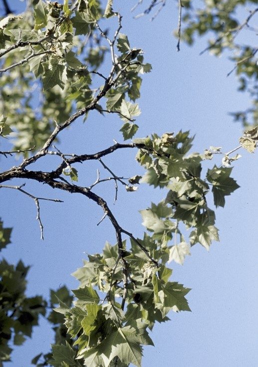 four twig sections with lesions