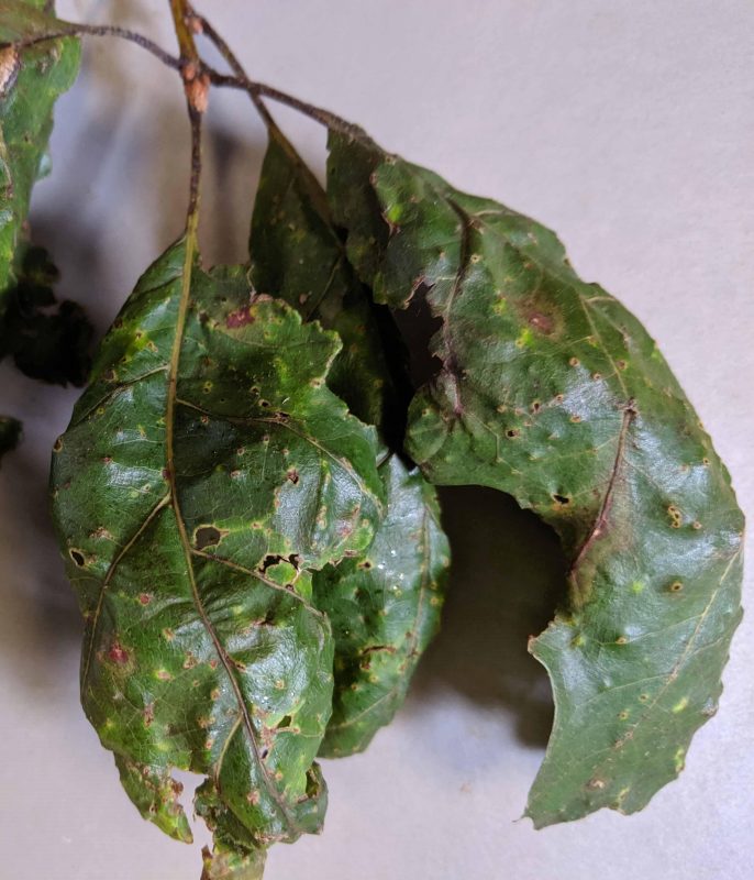 two deformed leaves