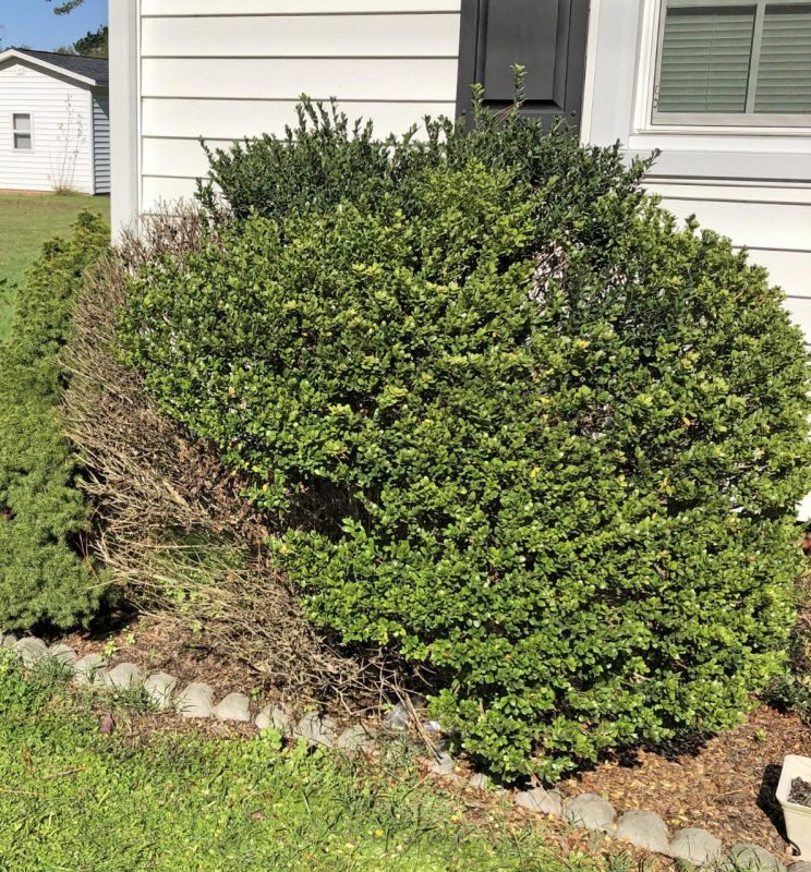 a plant with green and brown leaves planted in a bed and in front of a house with white siding and black shutters