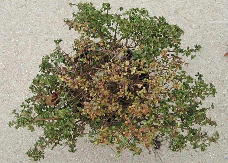 view from above showing brown leaves and green leaves